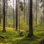 Која животиња је скривена на слици: само неколико ће погодити