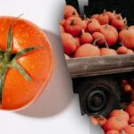 Морате пронаћи парадајз међу бундевама за 8 секунди: јесења загонетка