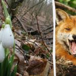 Оптичка илузија ће показати какав ИК имате: лисицу у шуми