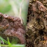 Оптичка илузија изузетно сложеног нивоа: потребно је да видите жабу