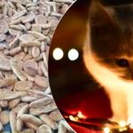 Оптичка илузија за људе са орловским видом: само геније ће пронаћи мачку за 5 секунди Оптичка илузија за људе са орловским видом: само геније ће