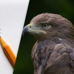 Пронађите орла за 8 секунди: лукава оптичка илузија за тестирање