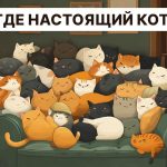 Пронађите праву мачку за 5 секунди: врло једноставан ИК тест