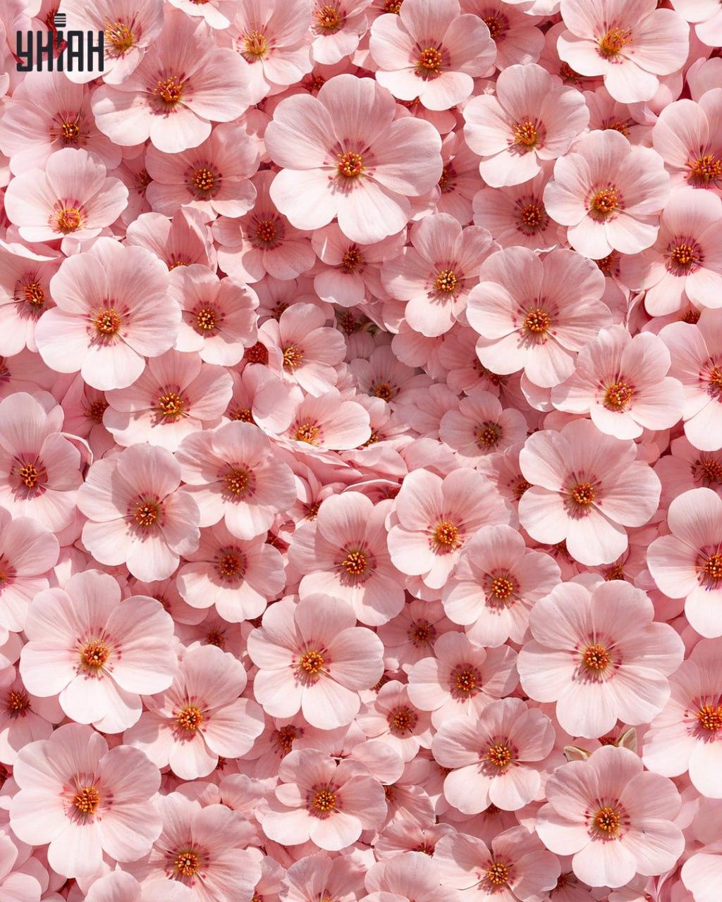 Само 1% људи може пронаћи зеца за 11 секунди: Изненађујуће сложена оптичка илузија