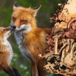 Само 15 секунди да нађете лисицу: загонетка са преокретом коју