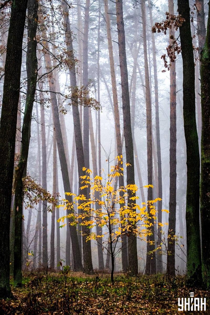 Само 2% људи може пронаћи веверицу у шуми за 12 секунди: невероватна оптичка илузија