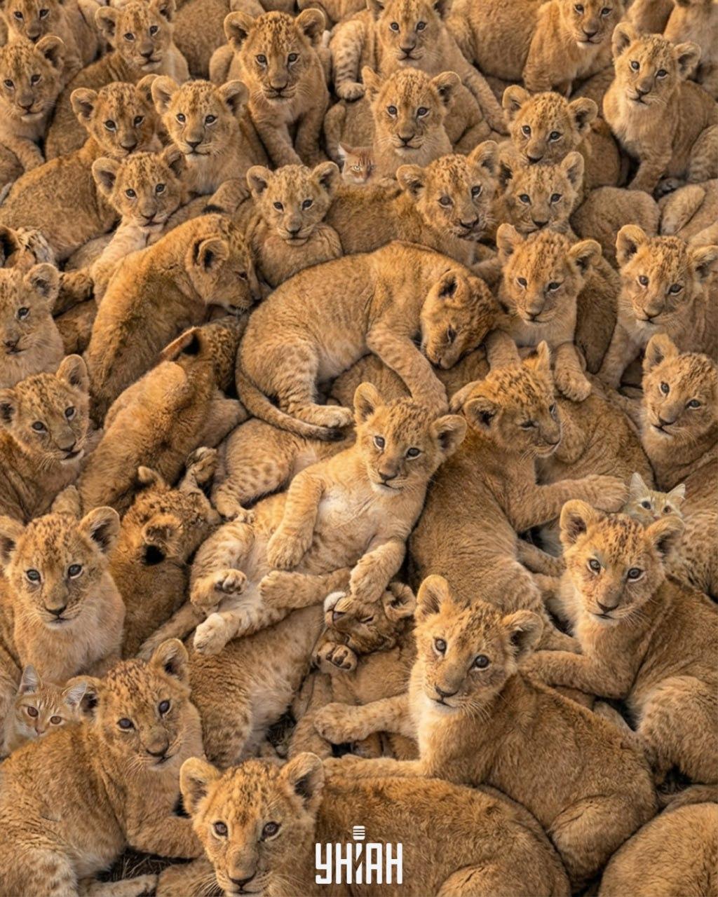 колаж УНИАН