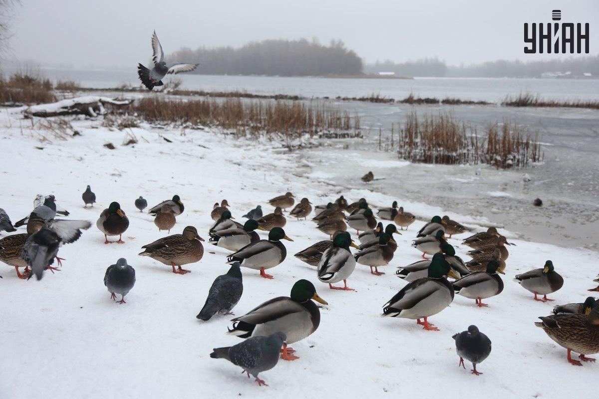 Пронађите врапца за неколико секунди / колаж са фотографијама УНИАН
