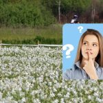 Само људи са невероватним ИК-ом ће пронаћи роду за 9