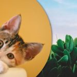 Само најпажљивији наћи ће мачку међу кактусима: забавна оптичка илузија