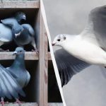 Само неколицина ће пронаћи голуба међу паткама, галебовима и лабудовима