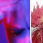 Само рођени шпијун ће открити чудног петла за 13 секунди: