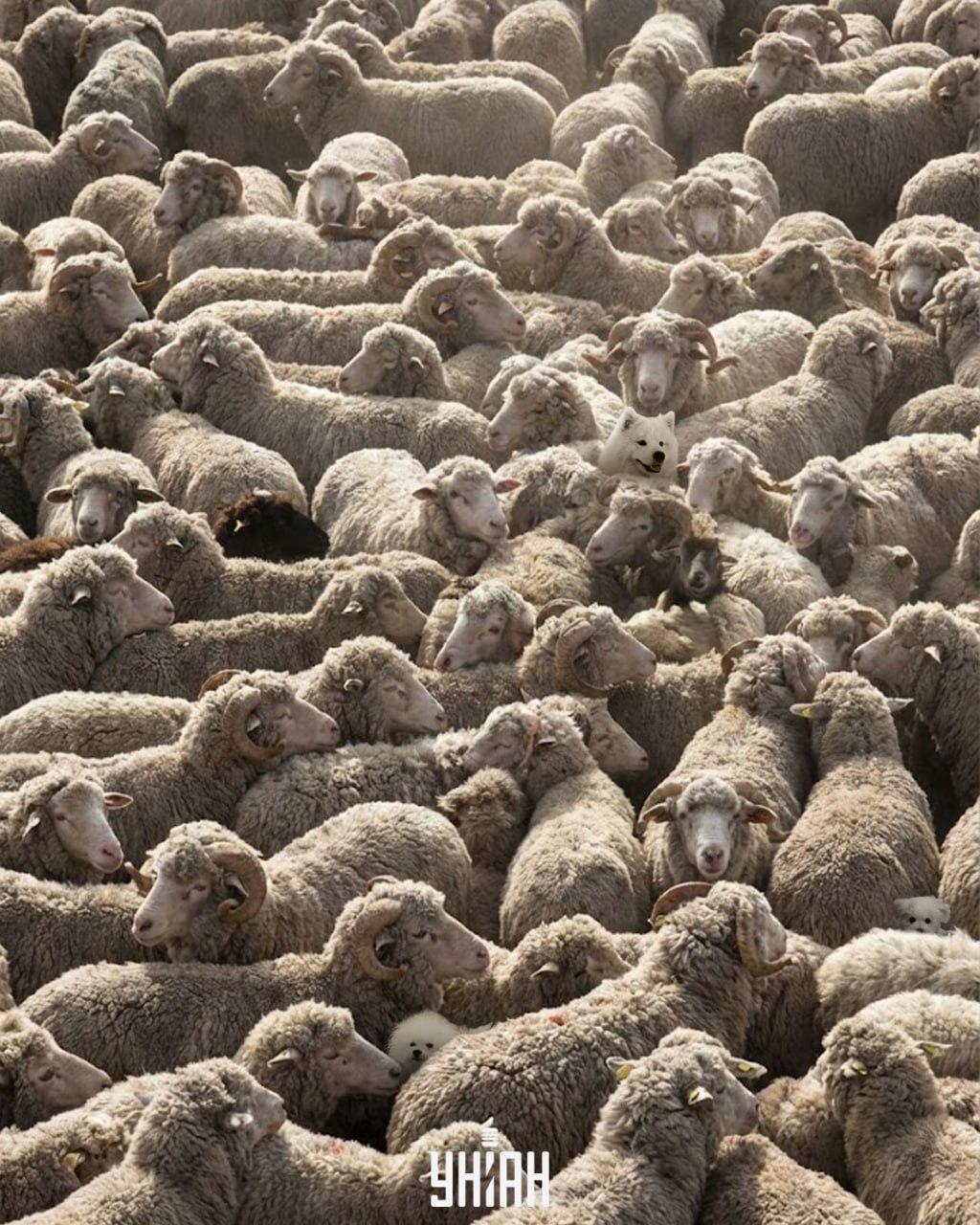 Само сваки трећи од 100 може пронаћи све псе на слици за 12 секунди: тешка загонетка