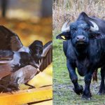 Сви виде бивола, а само неколико ће пронаћи врану у