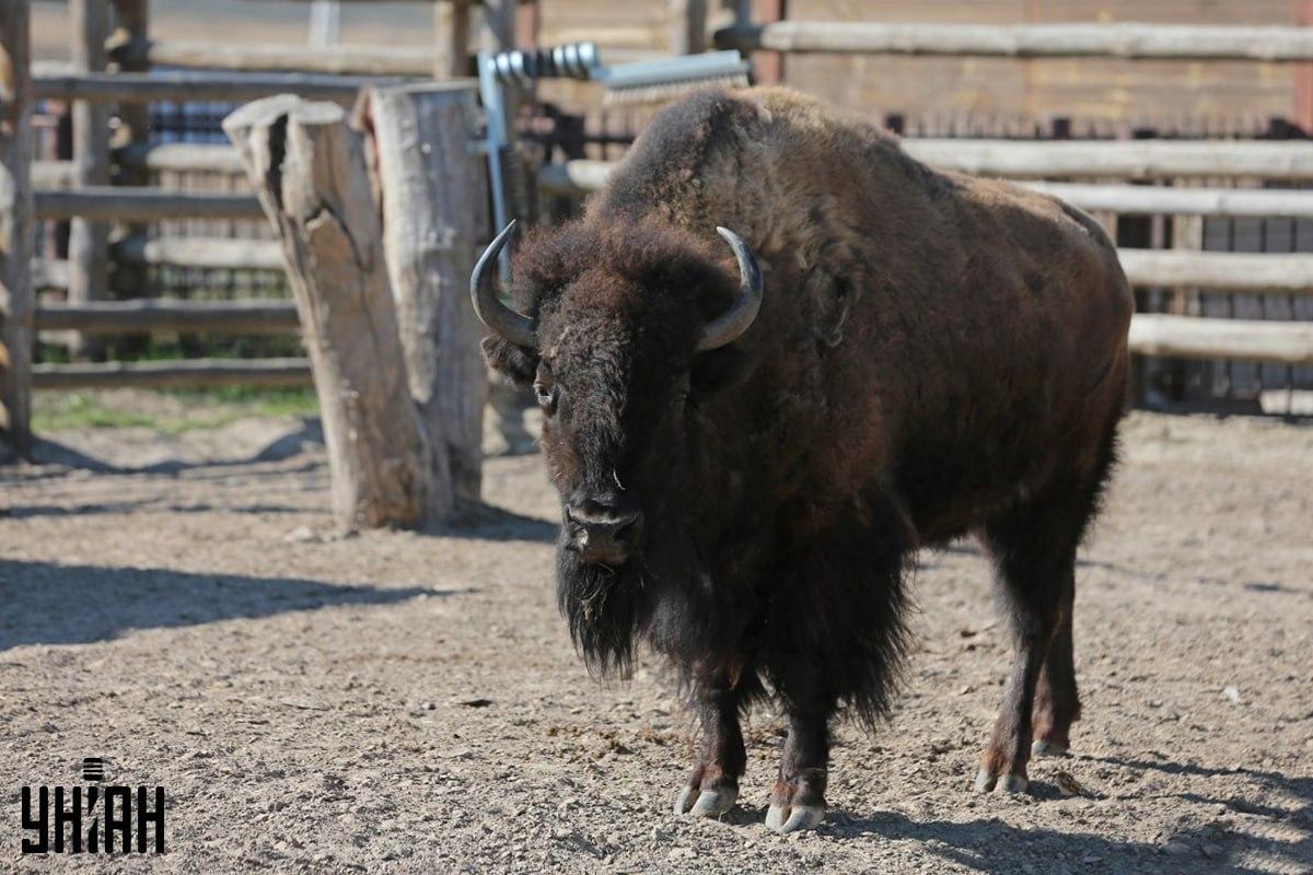 Покушајте да пронађете врапца на слагалици на време / колаж са фотографијама УНИАН