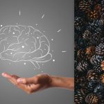 Сви виде избочине, али морате пронаћи јежа за 7 секунди: