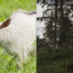 Сви виде коња, а само неколицина ће пронаћи лукаву козу