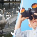 Сви виде лабудове неме, а само јединствена особа ће пронаћи