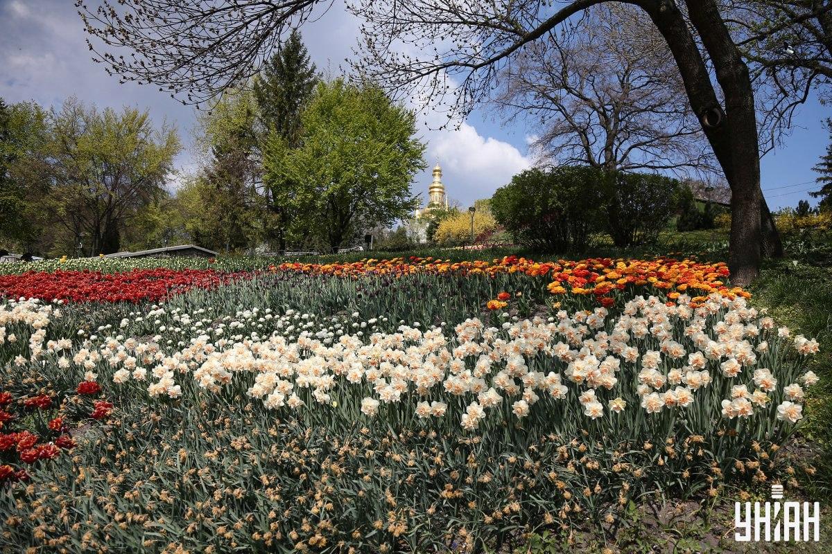 Пронађите птицу за мање од 10 секунди / колаж УНИАН