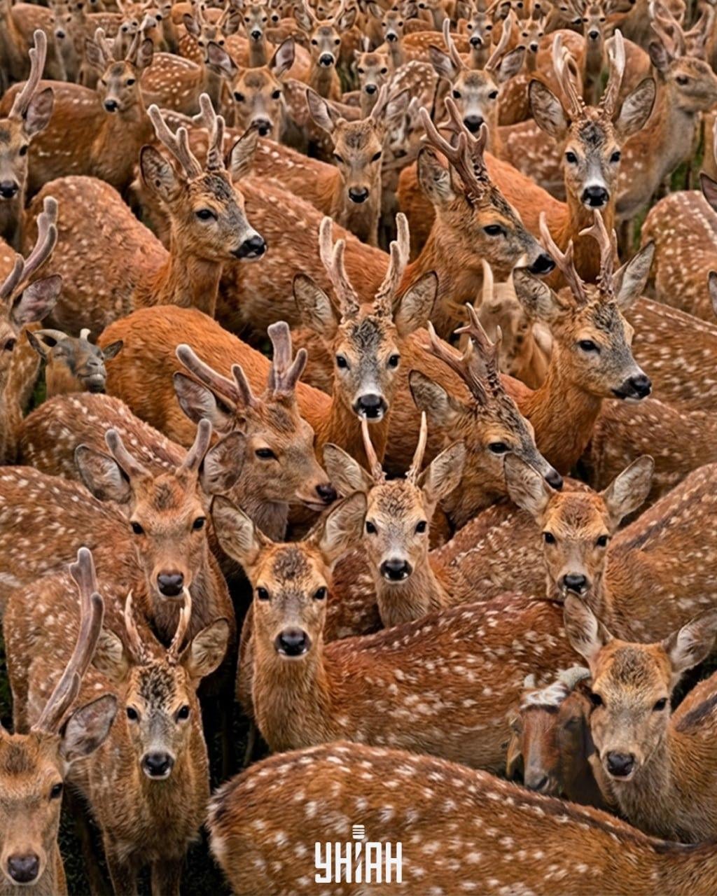 Треба да нађете три козе међу јеленима за 11 секунди: веома тешка оптичка илузија