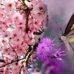 Већина људи неће пронаћи лептира на дрвету: лукава загонетка за