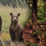 Загонетка за најпажљивије: морате пронаћи младунче медведа у густој шуми Загонетка за најпажљивије: морате пронаћи младунче медведа у густој шуми