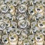 Загонетка за оне са одличним видом: морате пронаћи сову за