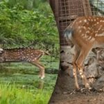 Замршена оптичка илузија: само неколико ће пронаћи предатора и спасити