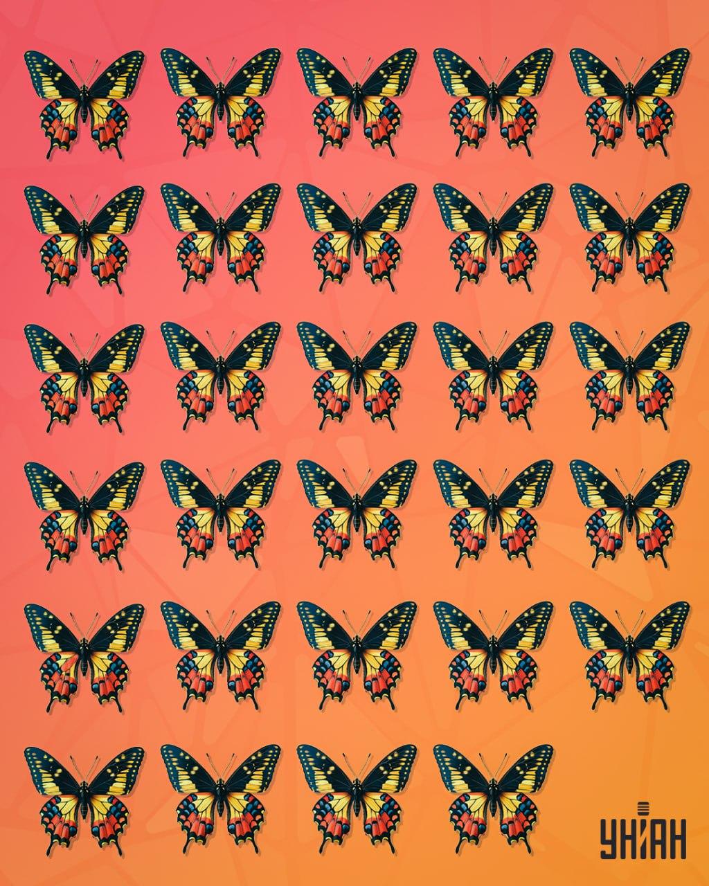 Требало би да потражите лептира који се може назвати чудним / УНИАН колаж