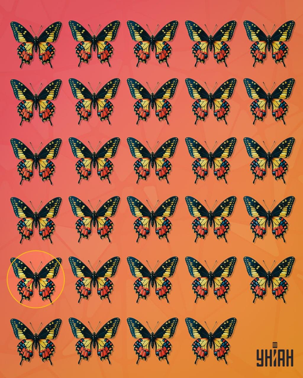 Чудан лептир је био у другом реду од дна слике / колаж УНИАН