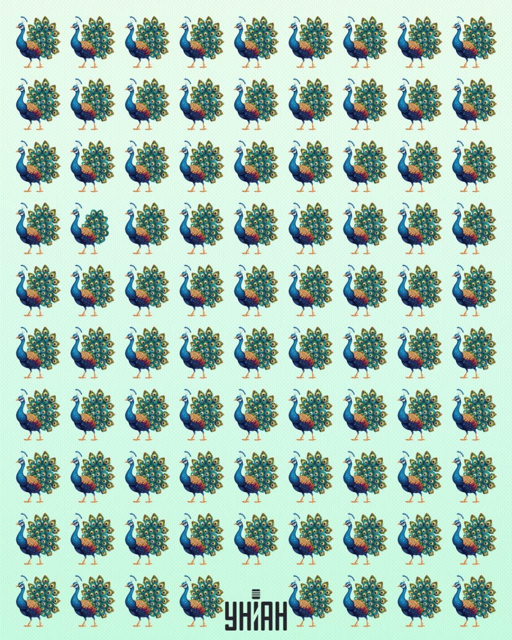 Требало би да нађете ексцентричног пауна / УНИАН колаж