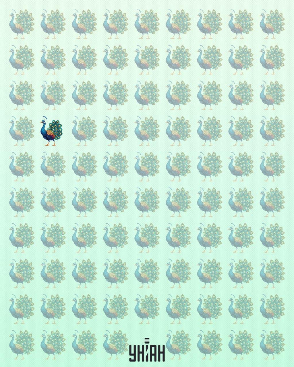 Ексцентрични паун је био на десној страни оптичке загонетке / колажа УНИАН