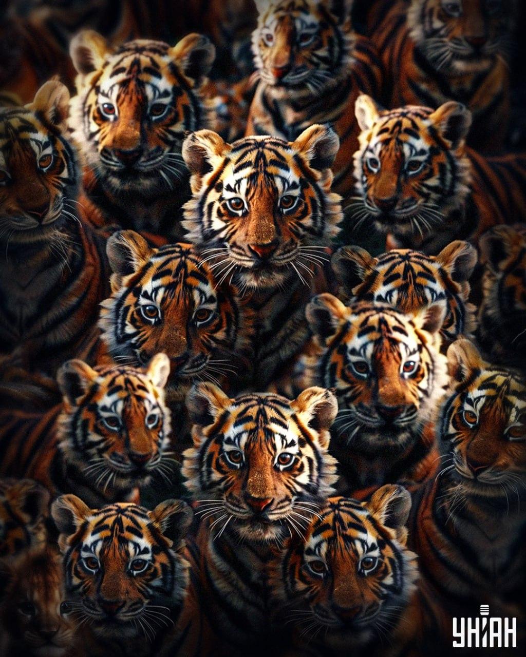 Морамо пронаћи младунче лава међу тигровима за 8 секунди / колаж УНИАН