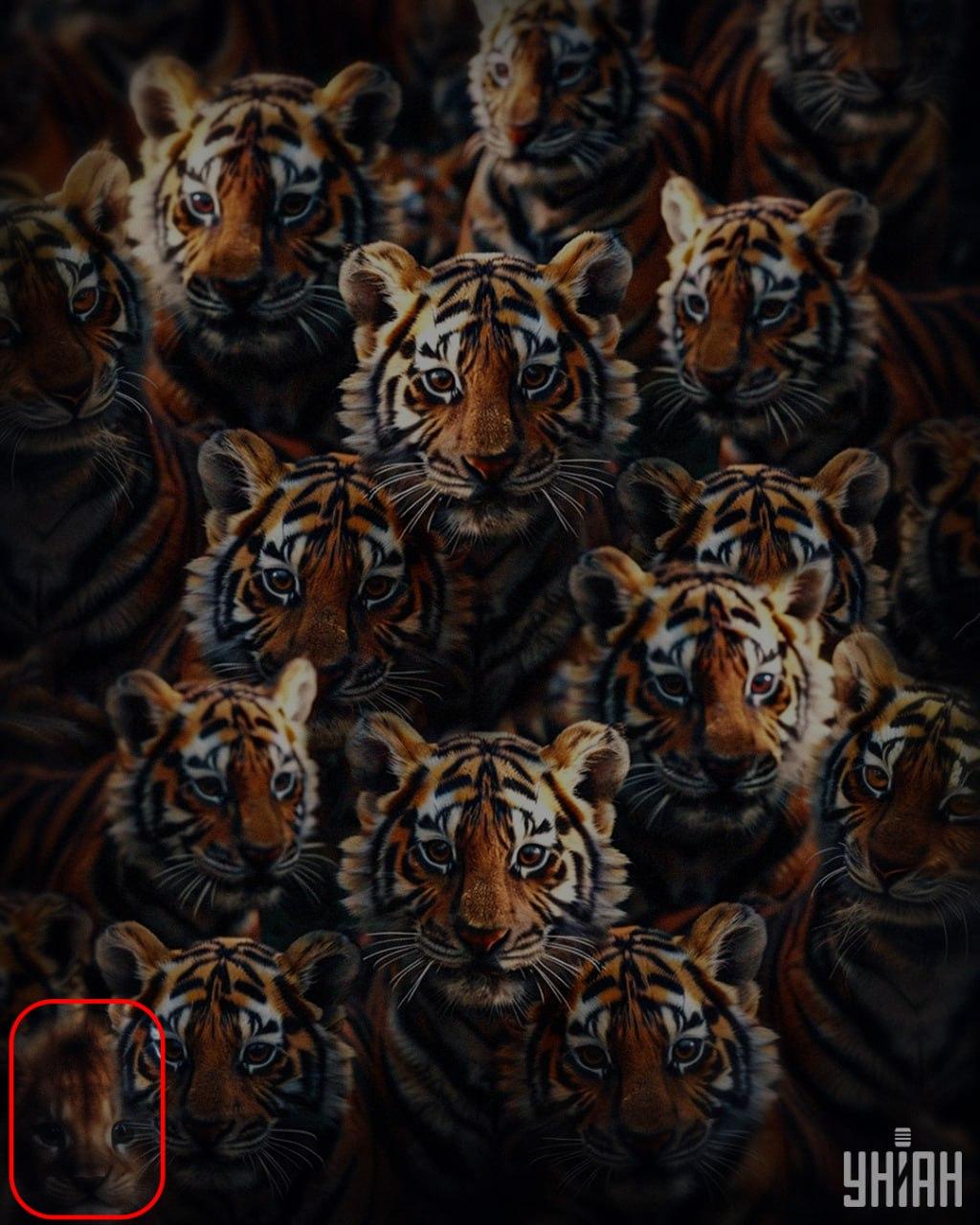 Лав младунче 