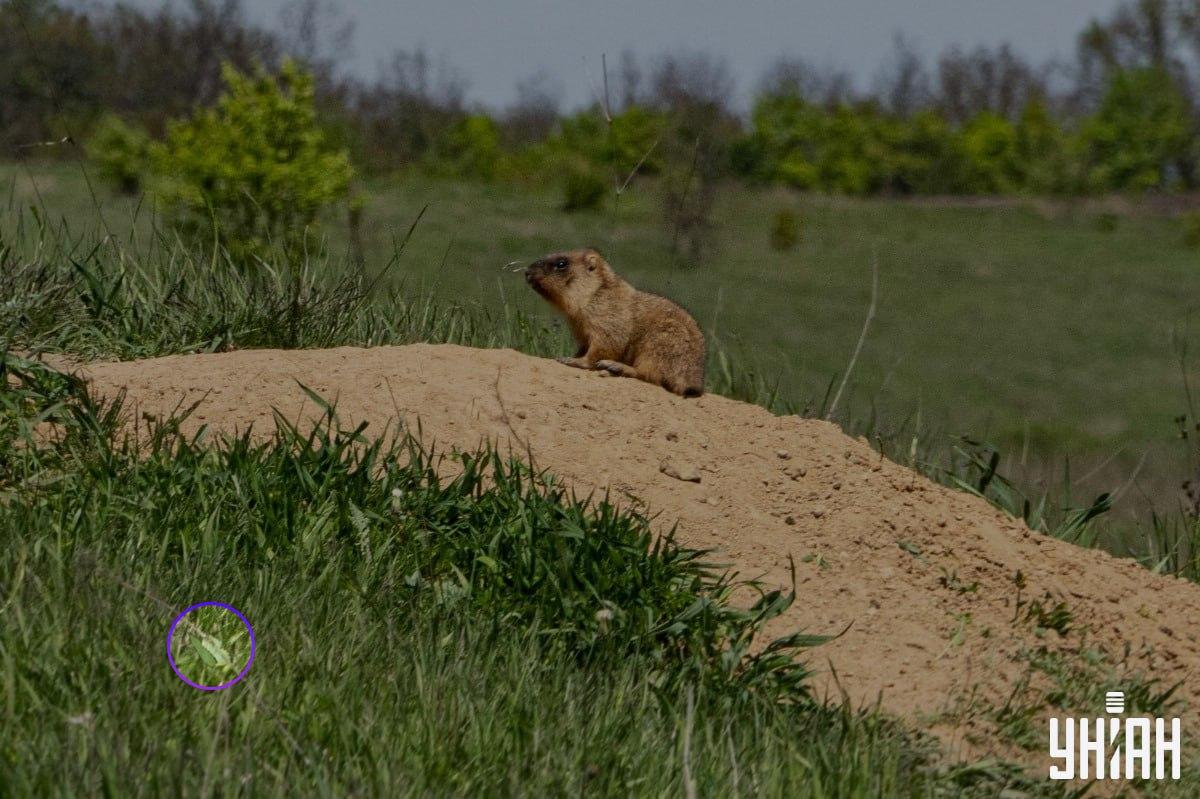 Лептир се налазио близу једног од доњих углова слике / колажа УНИАН