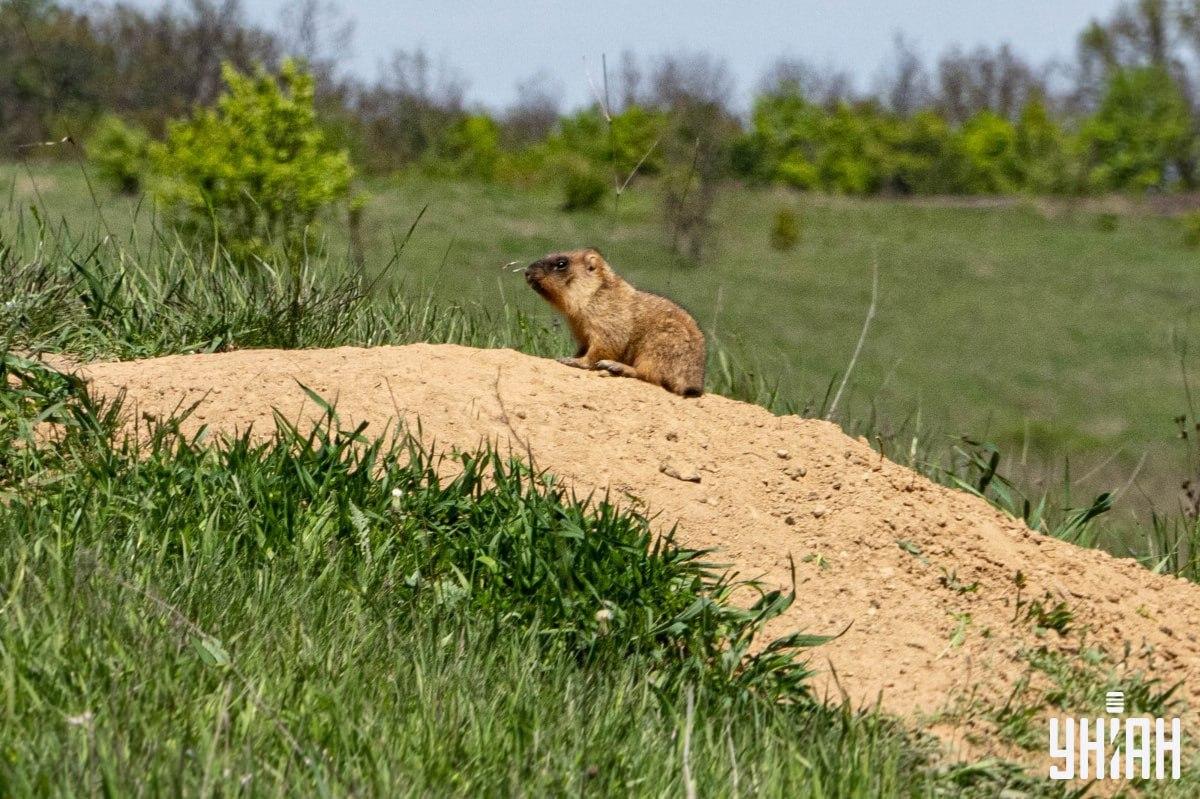 Морамо пронаћи лептира / колаж УНИАН