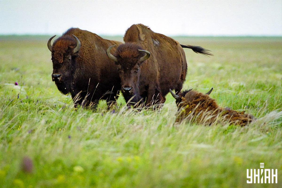 Пронађите лептира за 8 секунди / колаж са фотографијама УНИАН