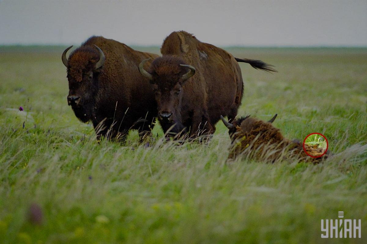 Лептир је седео на једном од бизона / колаж са фотографијом УНИАН