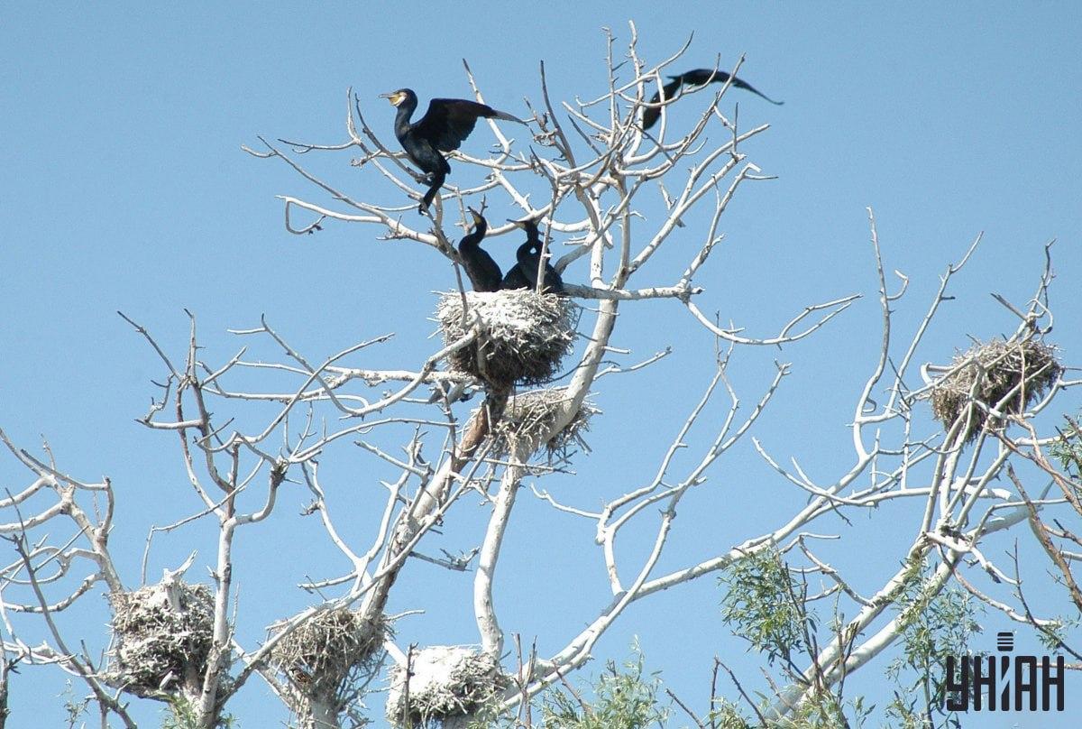 Морате пронаћи врапца за 9 секунди / колаж са фотографијама УНИАН