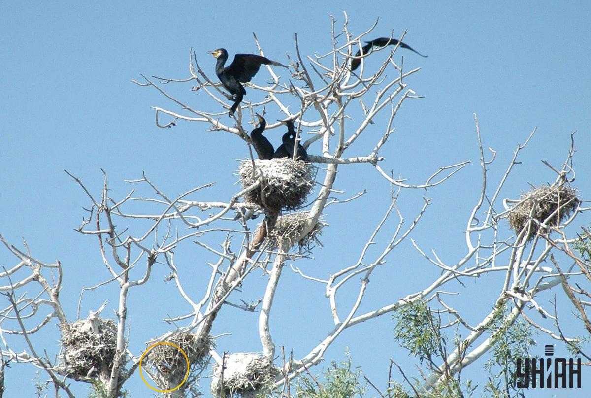 Врабац је био сакривен на дну визуелне слагалице / колажа са фотографијама УНИАН