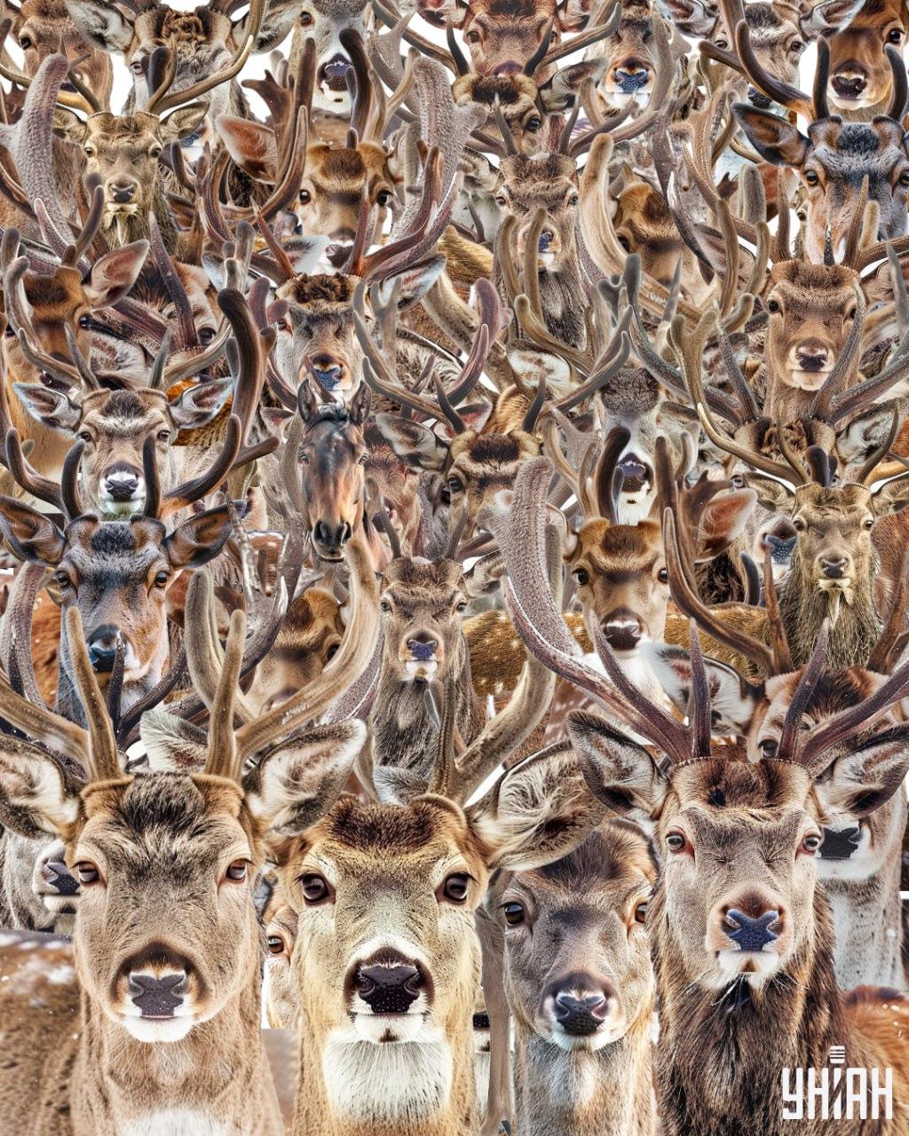 Требало би да нађете коња међу јеленима / колаж УНИАН