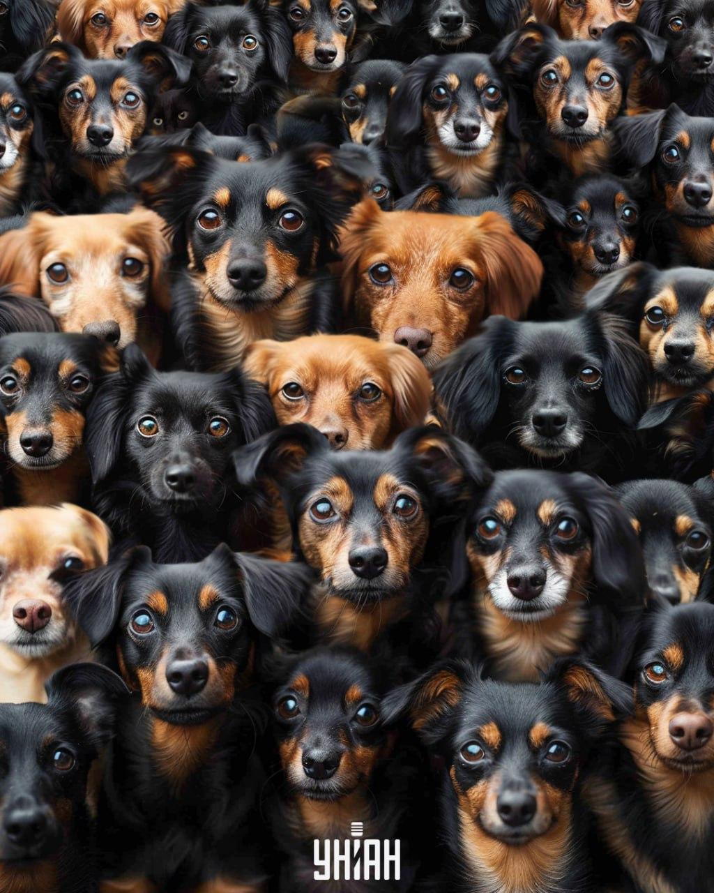 Морамо пронаћи мачку међу псима / колаж УНИАН