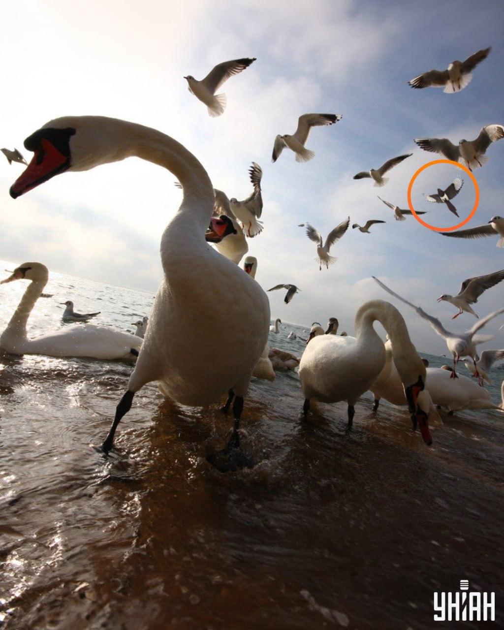 Лукава сврака није била далеко од једног од горњих углова оптичке слагалице / фото УНИАН