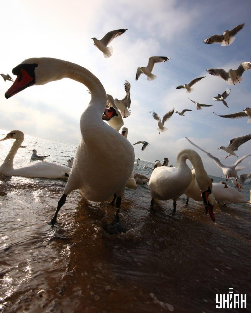 Морате пронаћи свраку за мање од 9 секунди / фото УНИАН