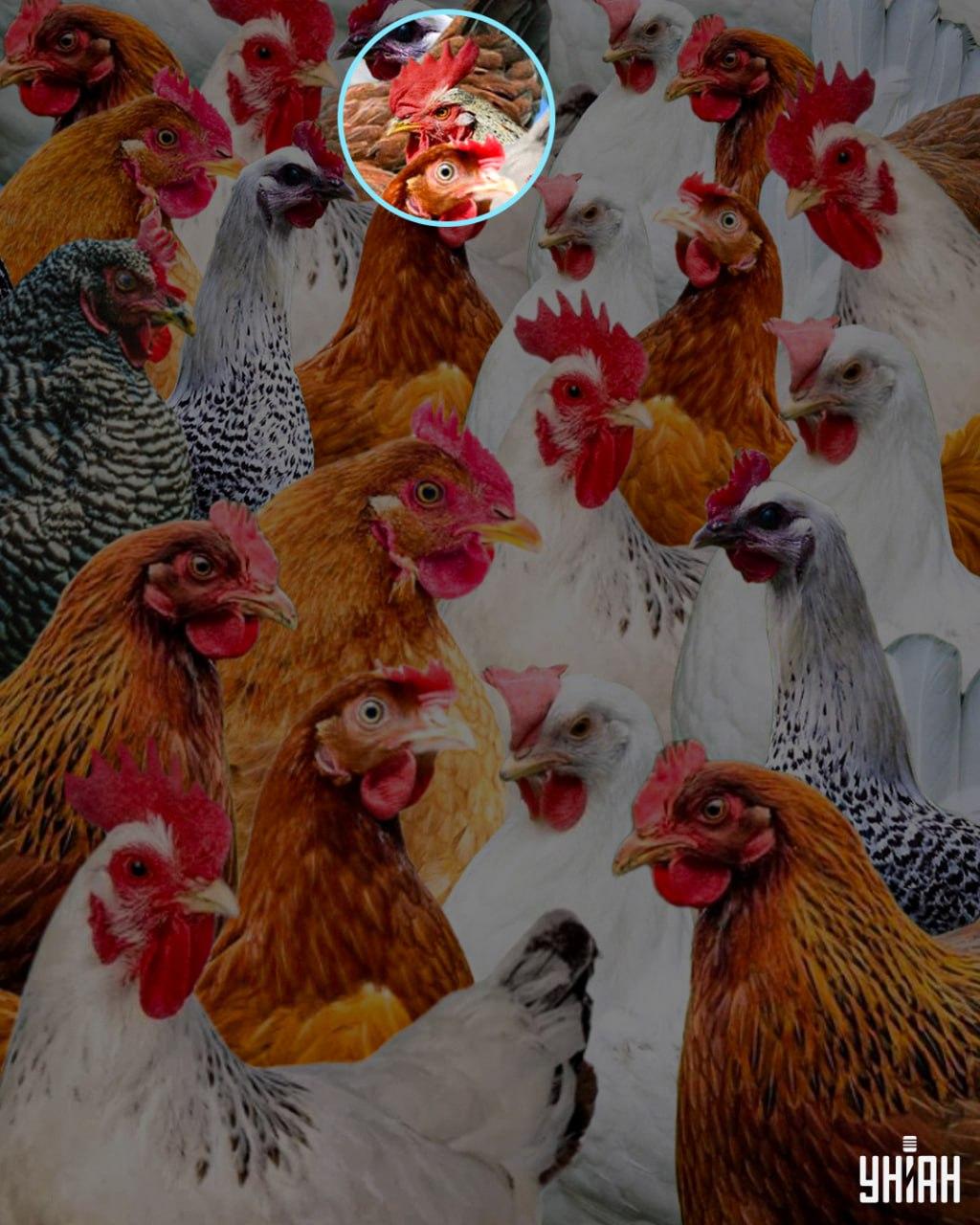 Назвали су петла лукавим 