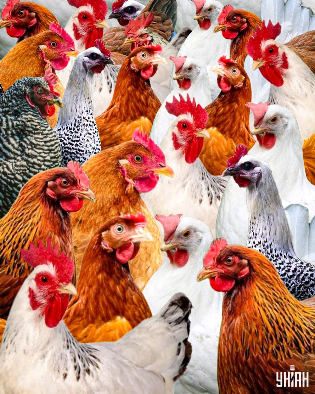 Морате пронаћи лукавог петла за мање од 10 секунди / колаж УНИАН