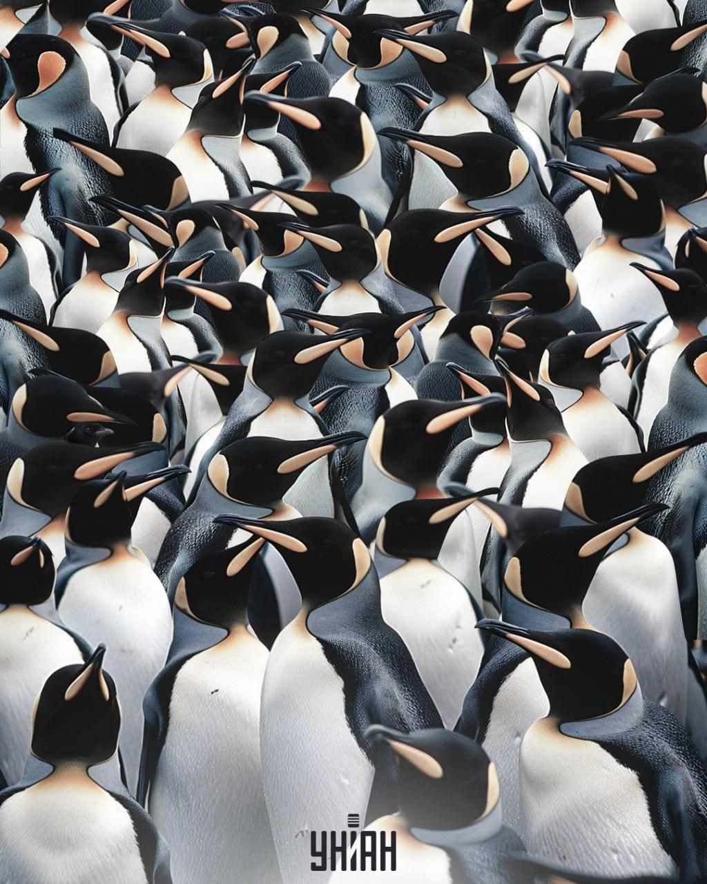 Морамо пронаћи свраку међу гомилом пингвина / колаж УНИАН