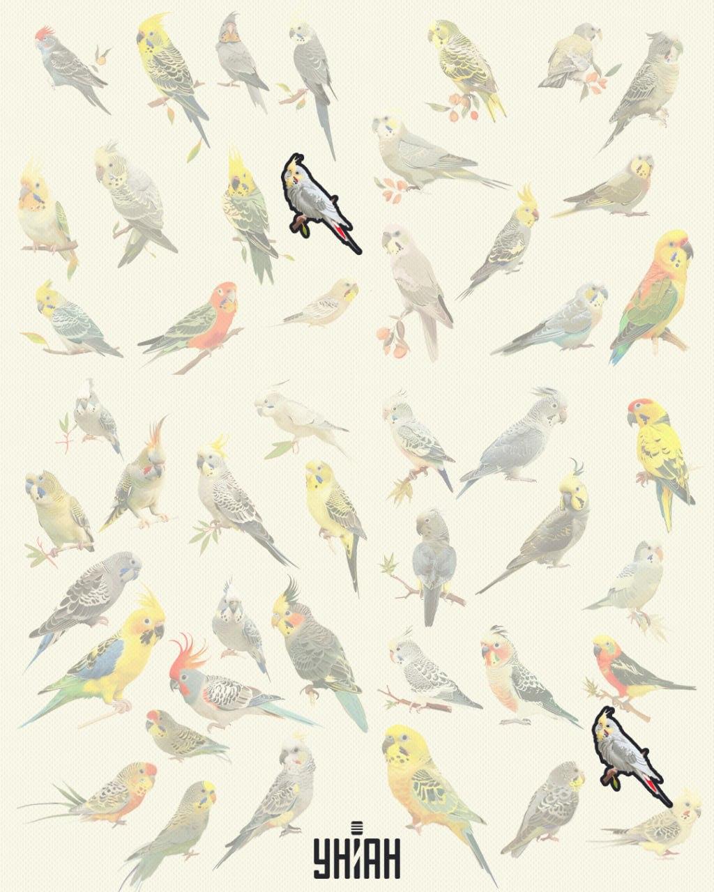 Птице су исте 