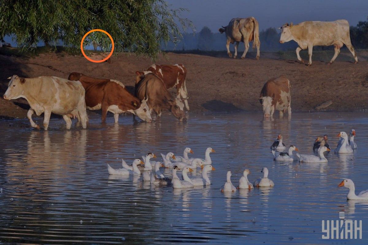 Пас је био испод грана дрвета / колаж са фотографијама УНИАН