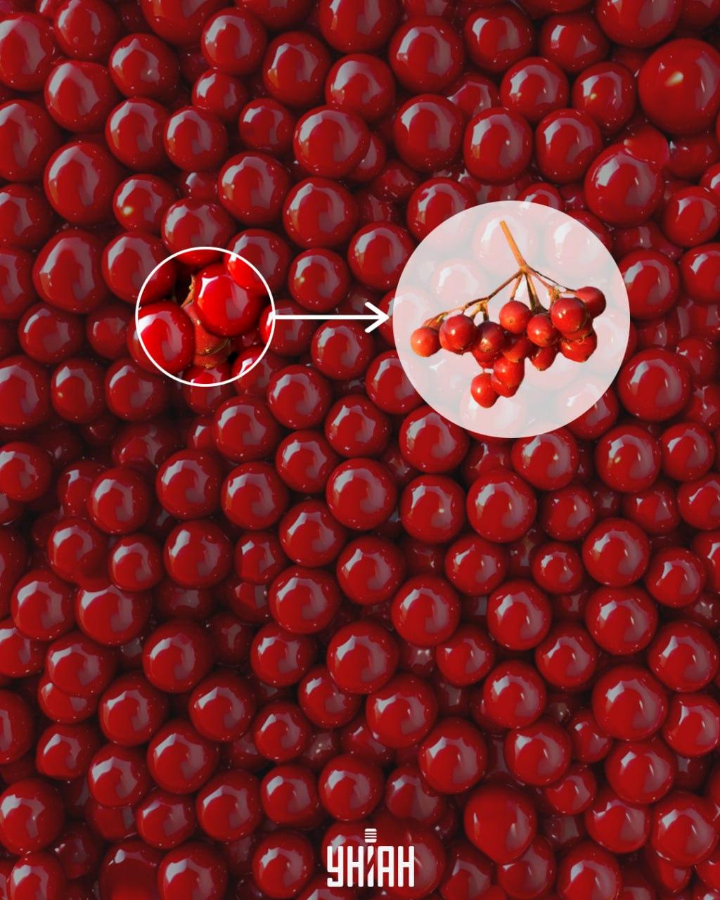 Калина се може брзо пронаћи ако приметите део гране / колаж УНИАН